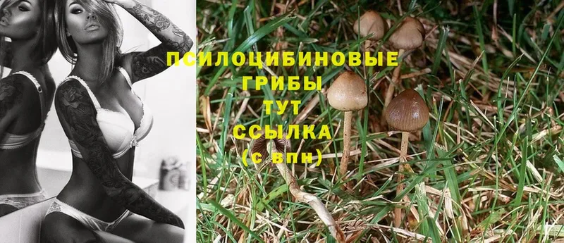 Псилоцибиновые грибы Psilocybe  продажа наркотиков  Кондопога 